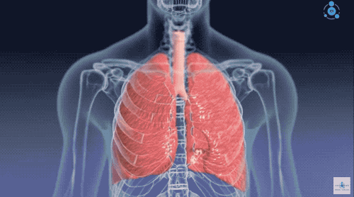 水的表面张力是多少，水的表面张力是多少帕（让潜水员闻风丧胆的物理现象）