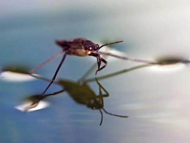 水的表面张力是多少，水的表面张力是多少帕（让潜水员闻风丧胆的物理现象）