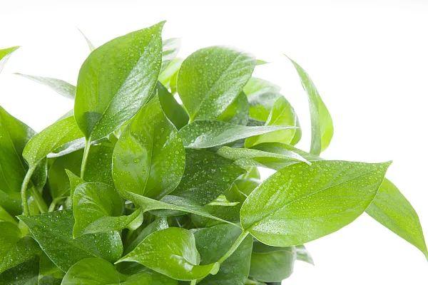 养花网（爱养花网），养花大全45集（养花之家手机版）