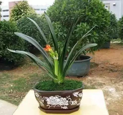 养花网（爱养花网），养花大全45集（养花之家手机版）