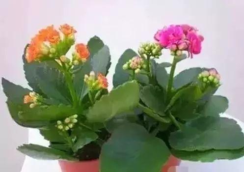 养花网（爱养花网），养花大全45集（养花之家手机版）