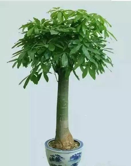 养花网（爱养花网），养花大全45集（养花之家手机版）