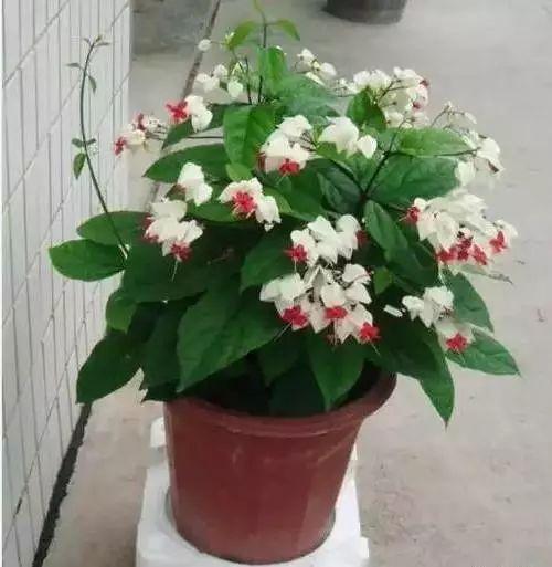 养花网（爱养花网），养花大全45集（养花之家手机版）