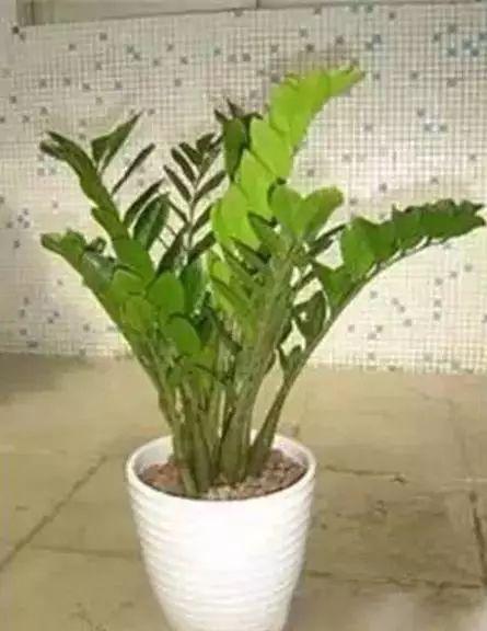 养花网（爱养花网），养花大全45集（养花之家手机版）