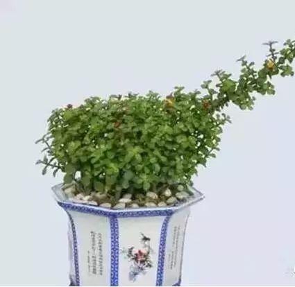 养花网（爱养花网），养花大全45集（养花之家手机版）