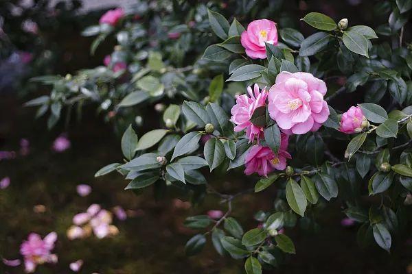 养花网（爱养花网），养花大全45集（养花之家手机版）