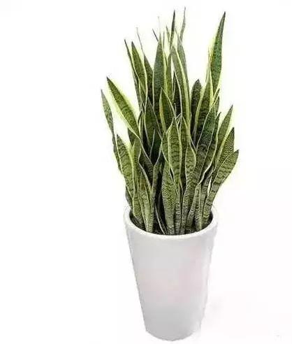 养花网（爱养花网），养花大全45集（养花之家手机版）