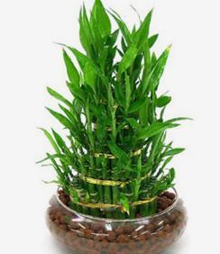 养花网（爱养花网），养花大全45集（养花之家手机版）