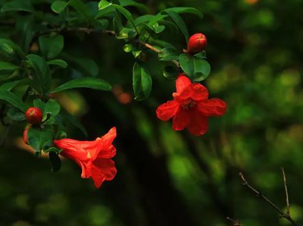 养花网（爱养花网），养花大全45集（养花之家手机版）