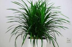 养花网（爱养花网），养花大全45集（养花之家手机版）