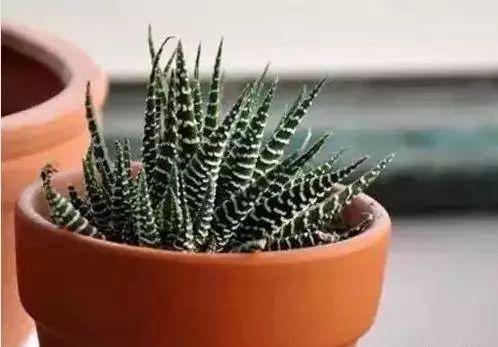 养花网（爱养花网），养花大全45集（养花之家手机版）