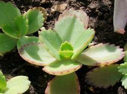 养花网（爱养花网），养花大全45集（养花之家手机版）