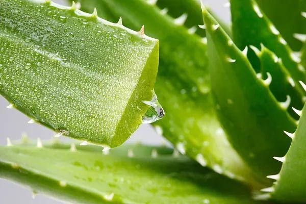 养花网（爱养花网），养花大全45集（养花之家手机版）