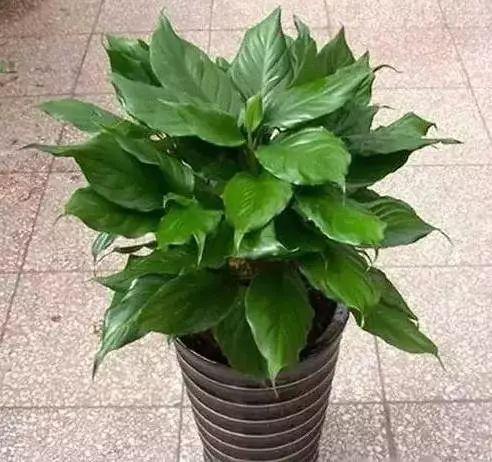 养花网（爱养花网），养花大全45集（养花之家手机版）