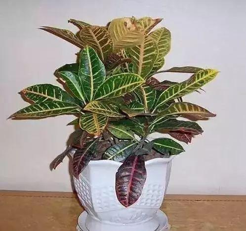 养花网（爱养花网），养花大全45集（养花之家手机版）