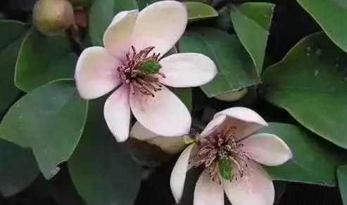 养花网（爱养花网），养花大全45集（养花之家手机版）