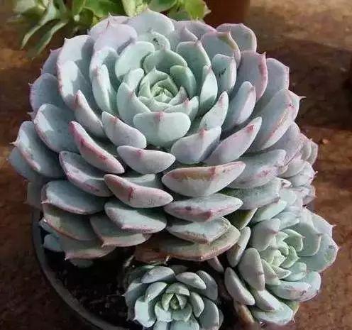 养花网（爱养花网），养花大全45集（养花之家手机版）