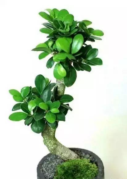 养花网（爱养花网），养花大全45集（养花之家手机版）