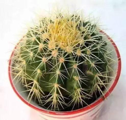 养花网（爱养花网），养花大全45集（养花之家手机版）