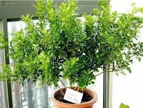 养花网（爱养花网），养花大全45集（养花之家手机版）