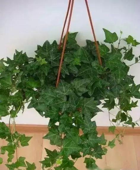 养花网（爱养花网），养花大全45集（养花之家手机版）