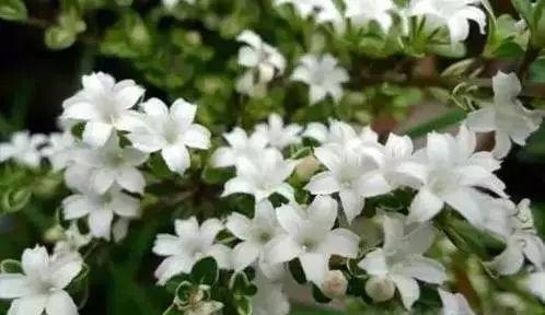 养花网（爱养花网），养花大全45集（养花之家手机版）