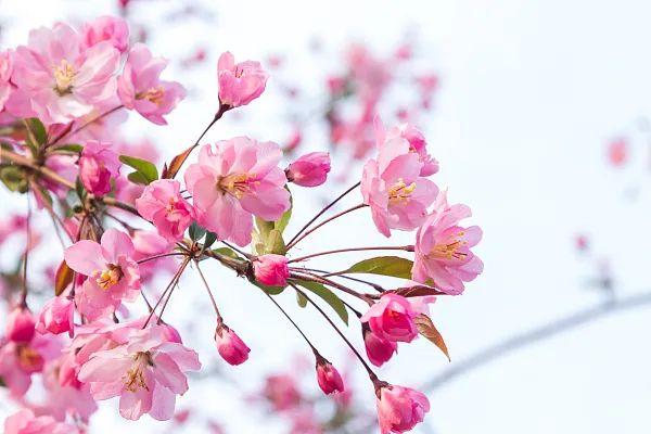 养花网（爱养花网），养花大全45集（养花之家手机版）