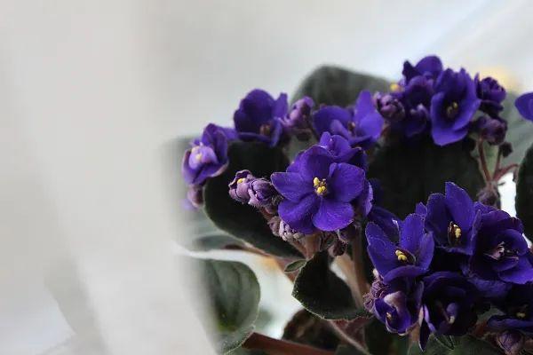 养花网（爱养花网），养花大全45集（养花之家手机版）