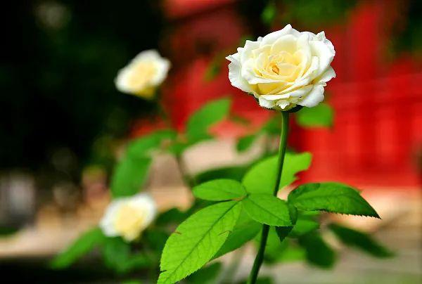 养花网（爱养花网），养花大全45集（养花之家手机版）