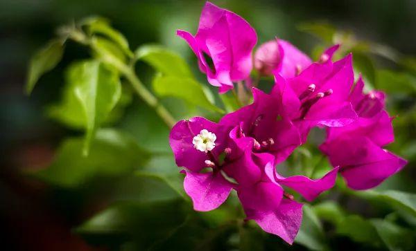 养花网（爱养花网），养花大全45集（养花之家手机版）