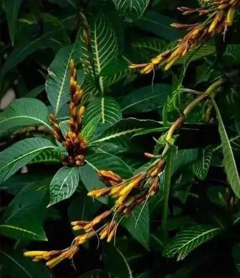 养花网（爱养花网），养花大全45集（养花之家手机版）