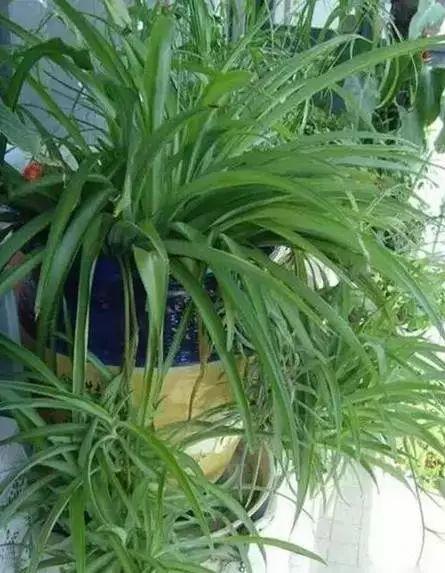 养花网（爱养花网），养花大全45集（养花之家手机版）