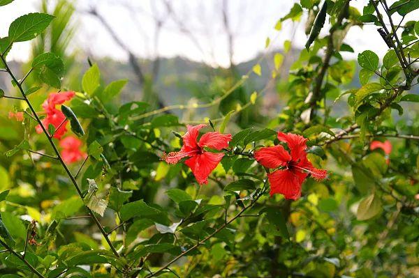 养花网（爱养花网），养花大全45集（养花之家手机版）