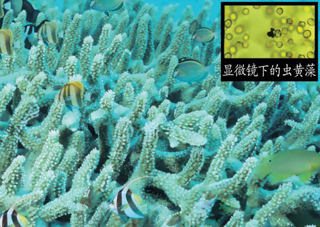 珊瑚是不是生物，珊瑚是生物吗（珊瑚才不是植物）