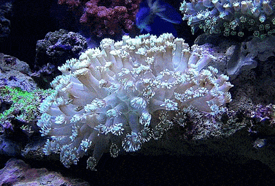 珊瑚是不是生物，珊瑚是生物吗（珊瑚才不是植物）