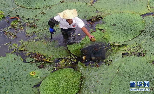 苋菜的功效与作用，苋菜的功效与作用及营养价值（航拍：芡实熟了）
