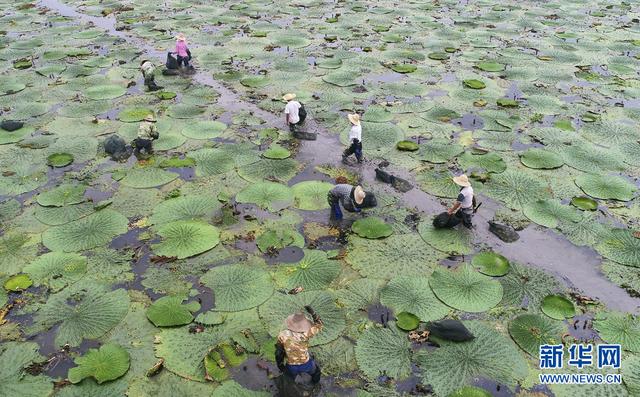苋菜的功效与作用，苋菜的功效与作用及营养价值（航拍：芡实熟了）