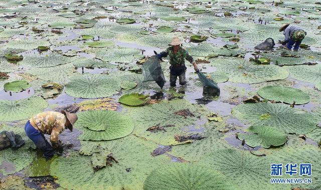 苋菜的功效与作用，苋菜的功效与作用及营养价值（航拍：芡实熟了）