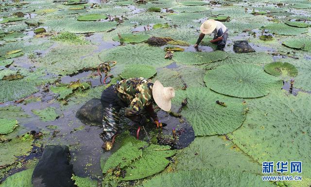 苋菜的功效与作用，苋菜的功效与作用及营养价值（航拍：芡实熟了）