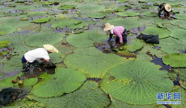 苋菜的功效与作用，苋菜的功效与作用及营养价值（航拍：芡实熟了）