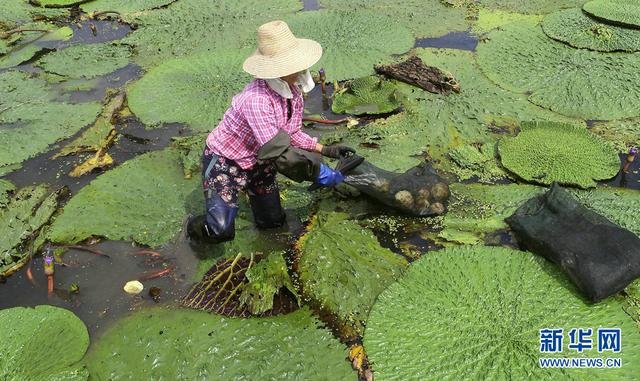 苋菜的功效与作用，苋菜的功效与作用及营养价值（航拍：芡实熟了）