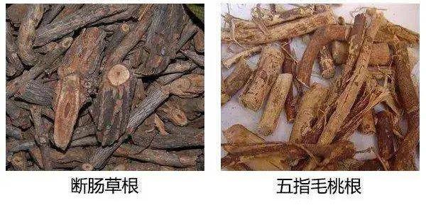 五指毛桃煲汤的禁忌，五指毛桃和什么煲汤最好（祸根在混进了这种“毒药”……）