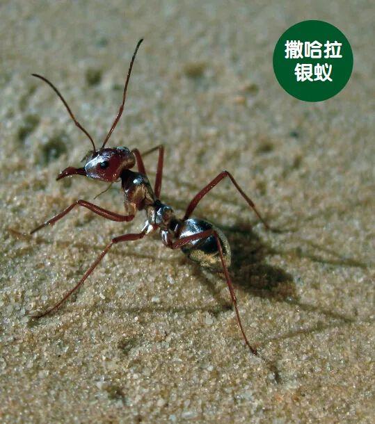 蟑螂会飞是什么情况，蟑螂为什么会飞（蟑螂能跑得那么快原因是什么）