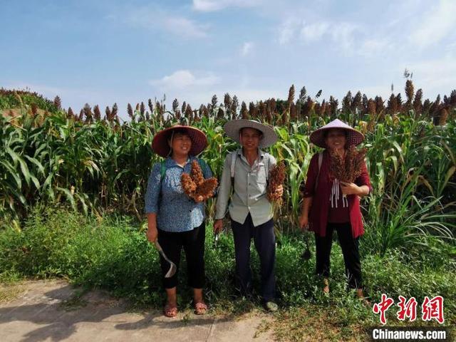 红高粱种活乡村经济：重庆江津黄庄村的产业扶贫路