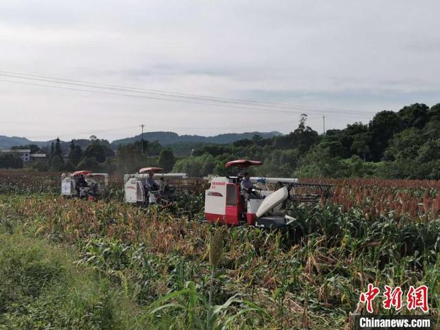 红高粱种活乡村经济：重庆江津黄庄村的产业扶贫路