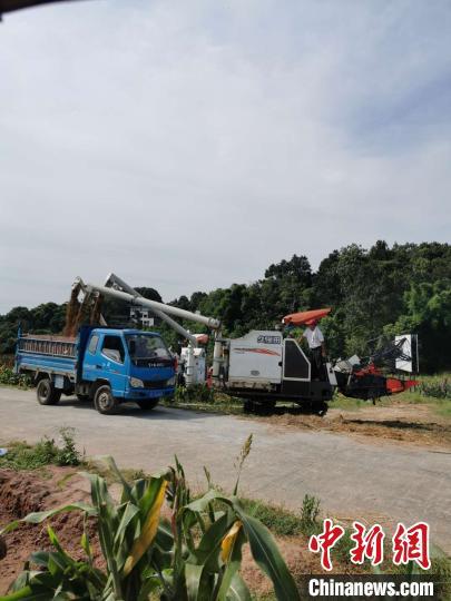 红高粱种活乡村经济：重庆江津黄庄村的产业扶贫路