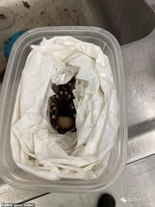 狼蛛有毒吗，10000米长的蜈蚣（美国海关查获一只屁股光溜溜的狼蛛）