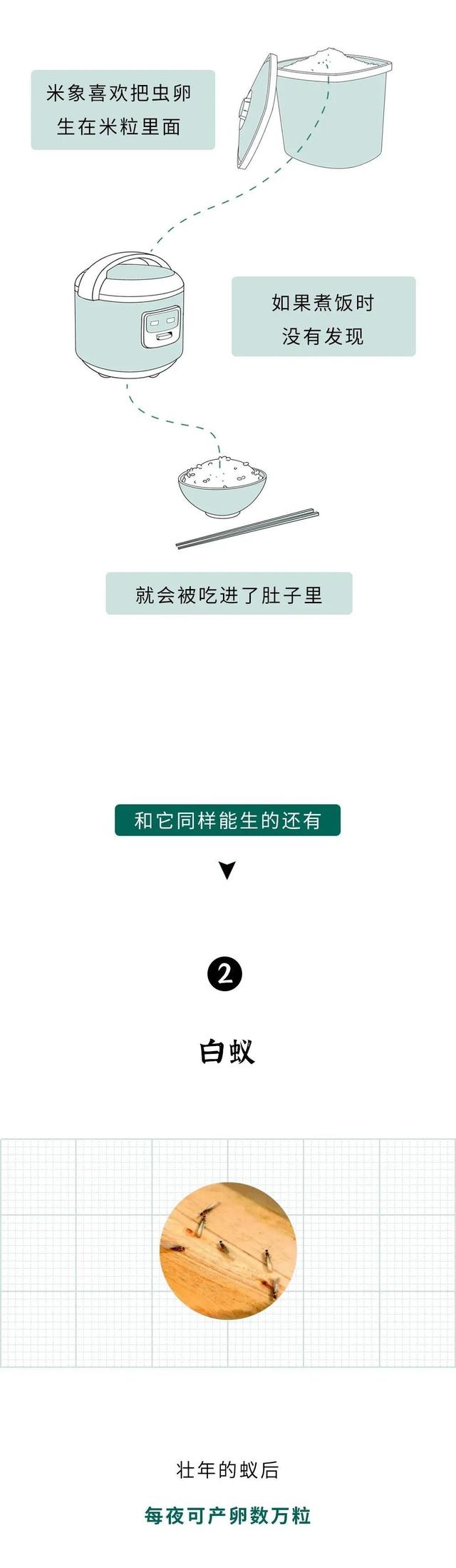 家里常见的虫子，家庭生活中常见的虫子（还有这10种家里的虫子……）