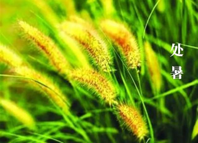 处暑季节代表什么意思，处暑时间和代表的意思（处暑知识问答丨关于处暑）