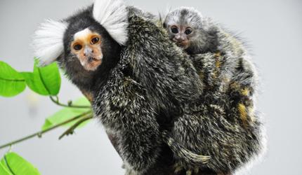 绒猴（狨猴图片），上海科学家发现“家有儿女”促进狨猴利他行为